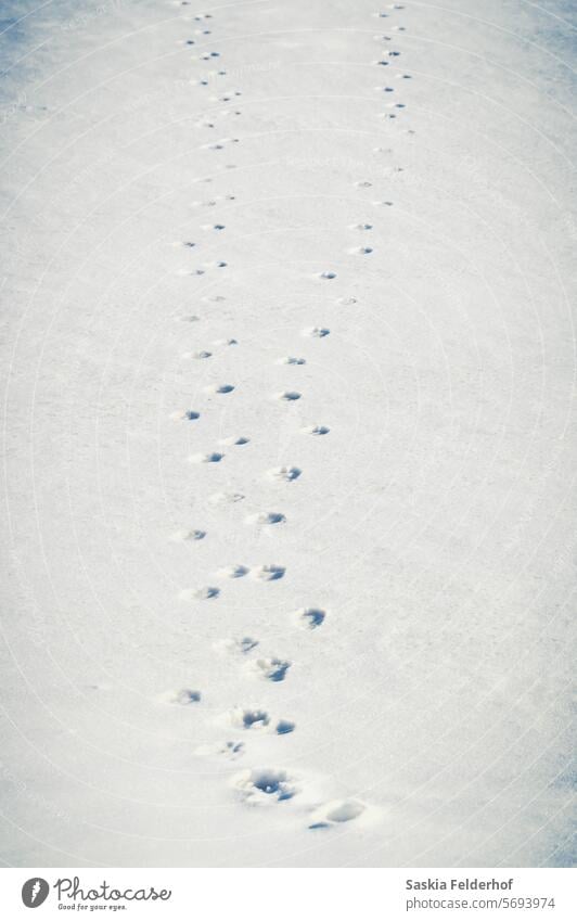 Fox tracks in snow footprints in the snow wildlife canine winter nature nature conservation Cold Snow track Exterior shot Monochrome Landscape Canada