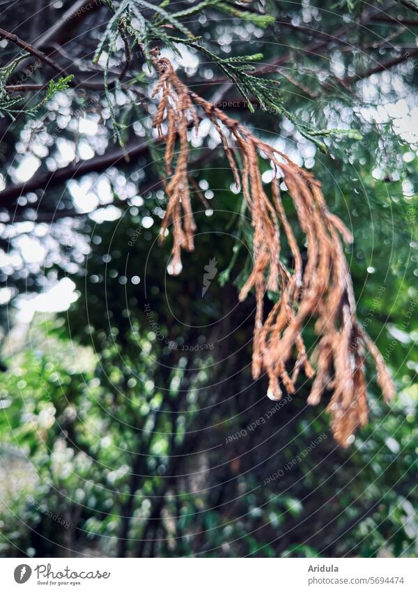 Dried and green cypress branches in the rain Cypress Rain Cypress branch Twig Brown Shriveled raindrops Drop Drops of water Wet Green Detail blurriness blurred