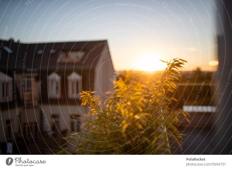 #A0# Sunset over Dresden Sky Sunrise sunny Winter Romance Exterior shot Old town Twilight Clouds Balcony sunny day Closing time Balcony plant balcony rail