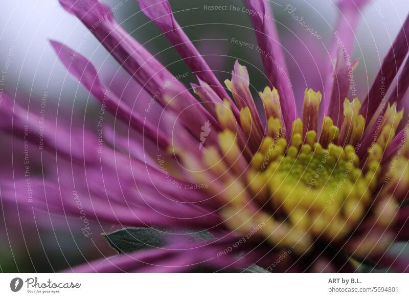 Chrysanthemum in bloom blurred Season Close-up Spring Flower flowery Blossom Yellow purple Headstrong Nature bud flower photo blossoms Spider chrysanthemum