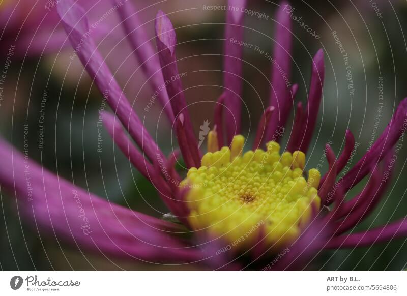 contrasts Season Close-up Flower Blossom Spring flowery Chrysanthemum purple Yellow Nature Headstrong