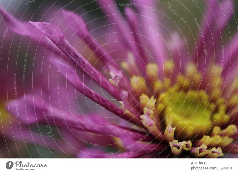 spring awakening Spring Flower flowery Chrysanthemum Blossom Close-up Season