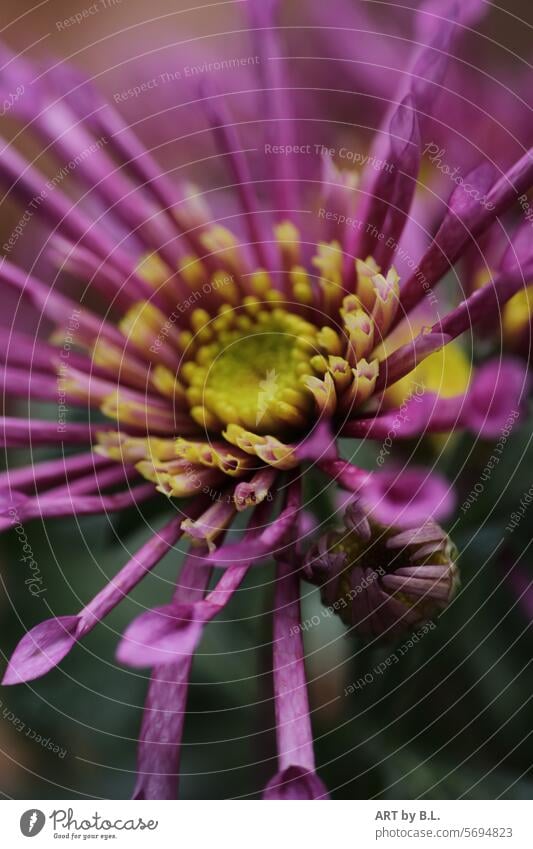 Dreamlike Flower flowery Chrysanthemum flower photo Headstrong blossoms bud Nature Yellow purple Season Close-up Spring blurred Blossom