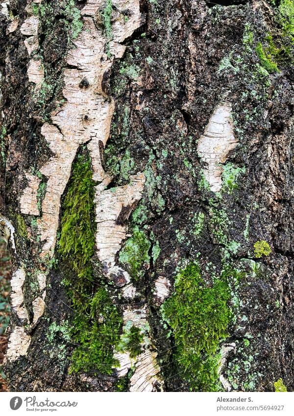 Moss on a birch trunk Birch tree bark Tree Birch bark Tree bark Tree trunk Structures and shapes Plant Forest Nature Wood Detail Pattern Close-up Betula