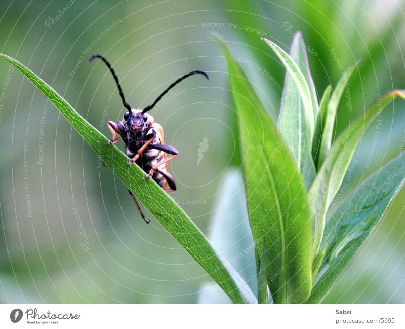 quick beetle Feeler Leaf Blade of grass Beetle