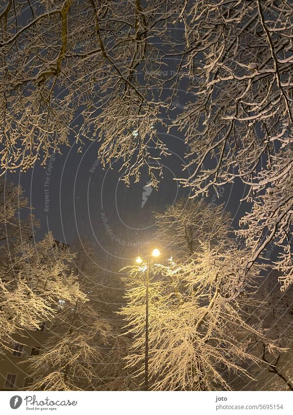 Snow-covered trees with a glowing lantern in the city Lines and shapes Winter January February March Frost Tracks Structures and shapes Contrast