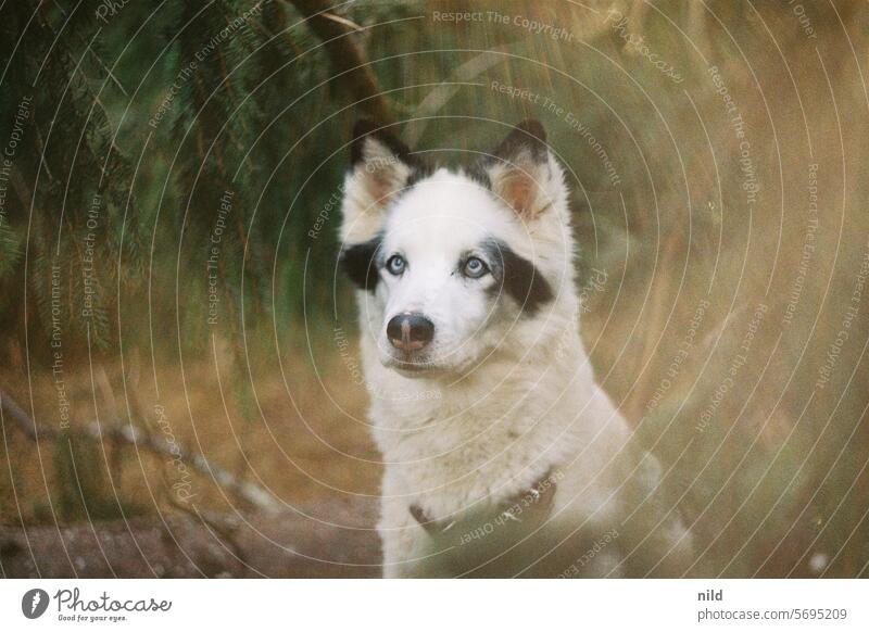 Forest pool with dog Dog dog portrait Pet Animal Animal portrait Colour photo Exterior shot Cute Day Looking Shallow depth of field Observe Love of animals