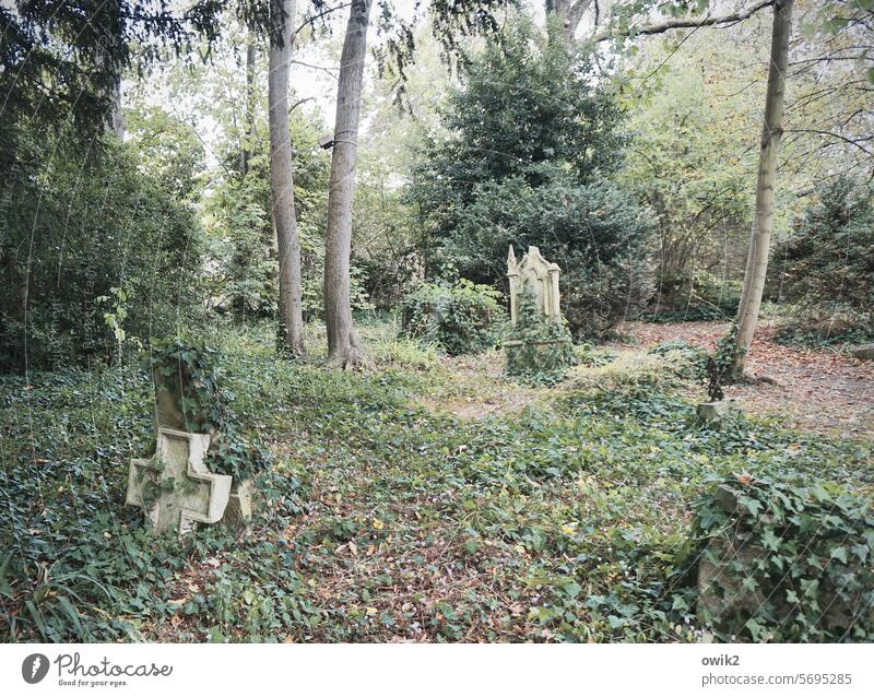 Overgrown cemetery Cemetery Tomb Grave daylight Exterior shot Derelict Historic Normandie France caen Transience Tombstone Christian cross Colour photo Death