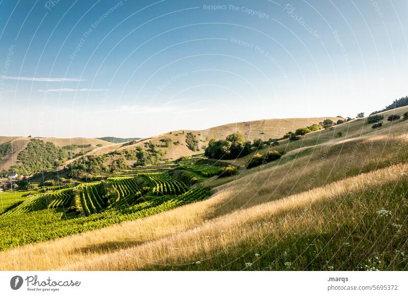 viticulture Trip Tourism Summer Kaiserstuhl Relaxation Idyll Beautiful weather Sky Landscape Hill Grass Nature Inclined position Soft Vine Vineyard Wine growing