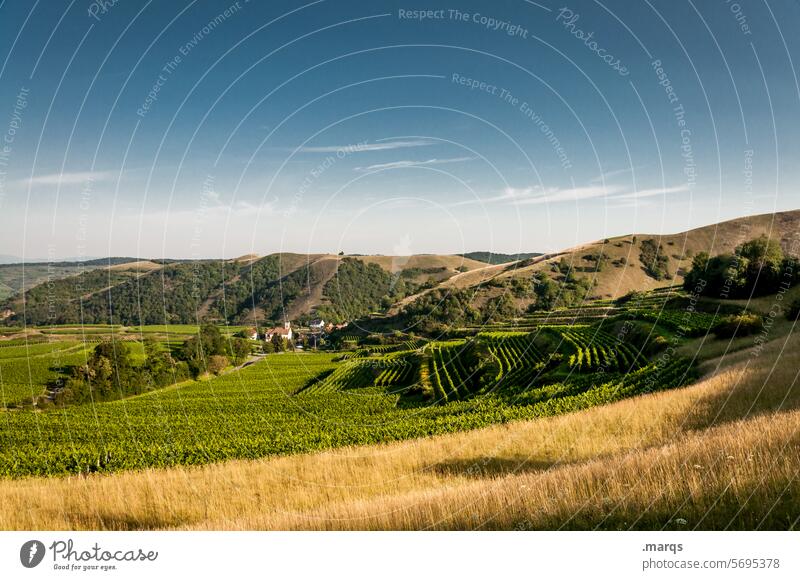 vineyard Trip Tourism Summer Kaiserstuhl Relaxation Idyll Beautiful weather Sky Landscape Hill Grass Nature Inclined position Soft Vine Vineyard Wine growing