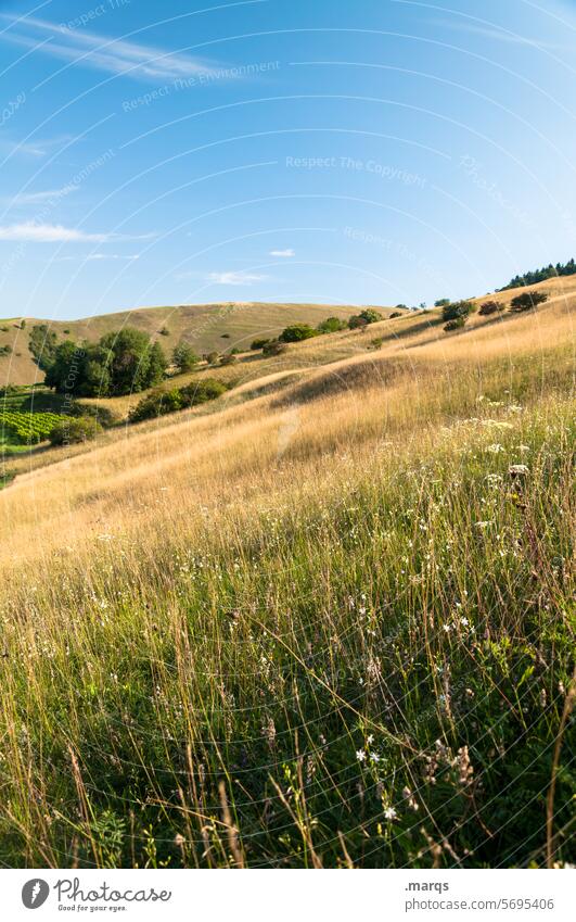 summer Trip Tourism Summer Kaiserstuhl Relaxation Idyll Beautiful weather Sky Landscape Hill Grass Nature Inclined position