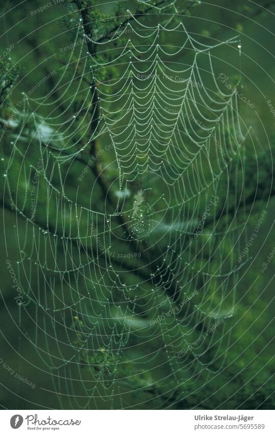 Spider's web with dewdrops against a green background Net Dew dew drops Dark green Drops of water Close-up Wet Nature Detail naturally Morning Damp Glittering