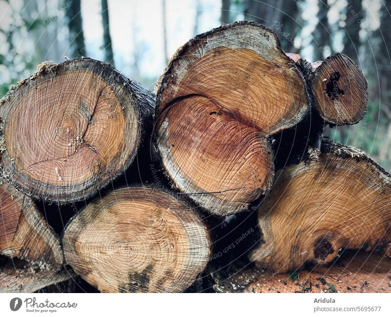 Cypress trees | woodpile Wood Stack of wood Forestry Logging Tree Timber Annual ring Tree section Cut Brown structure bark Tree bark stacked