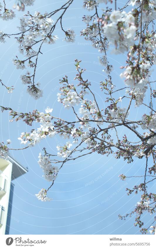 Early left in the city Spring blossom tree spring blossoms Ornamental cherry Cherry tree White High-rise Prefab construction Cherry blossom cherry blossom