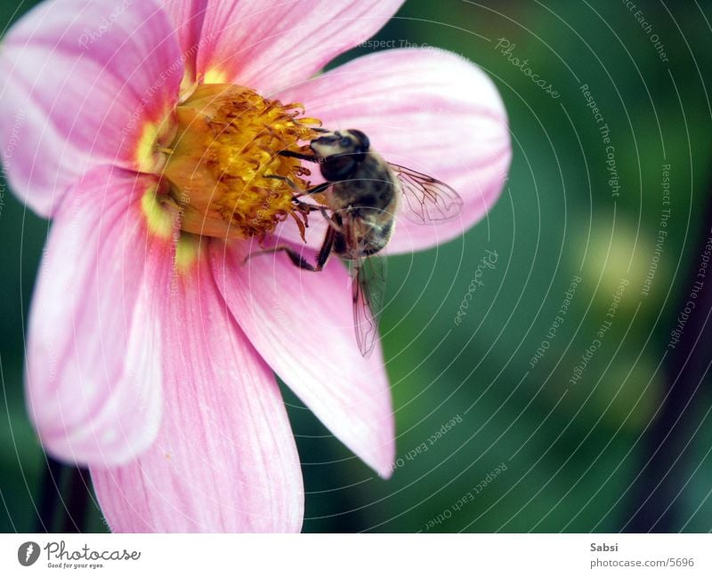 honey collector Bee Flower Blossom Insect Honey bee Wing Macro (Extreme close-up)