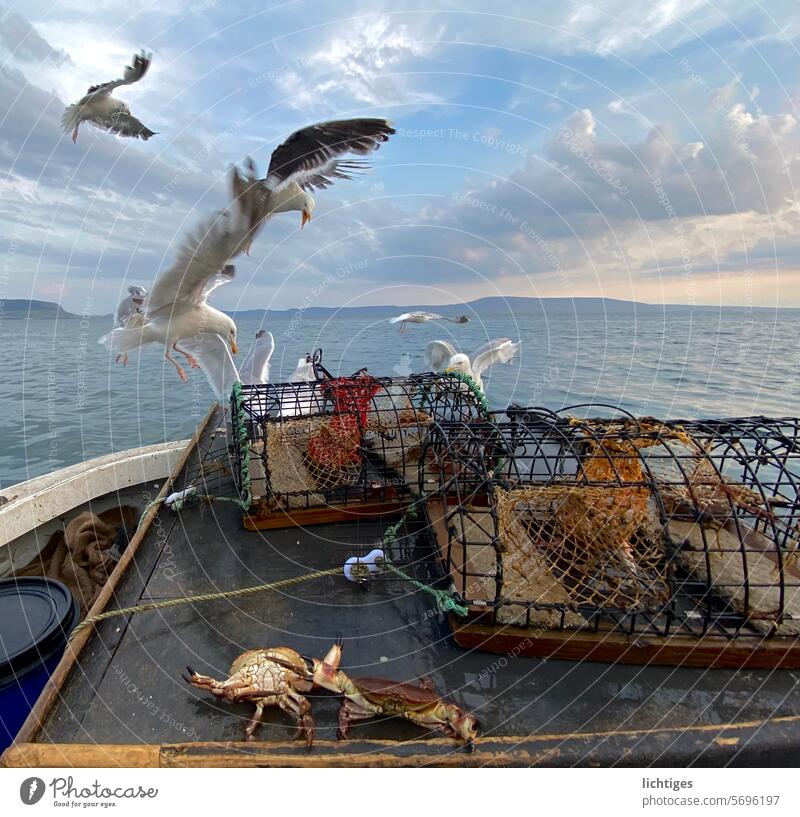 Grabcrab seagulls approaching fishing remains Crabs Hunting Fish fishing cutter Ocean action