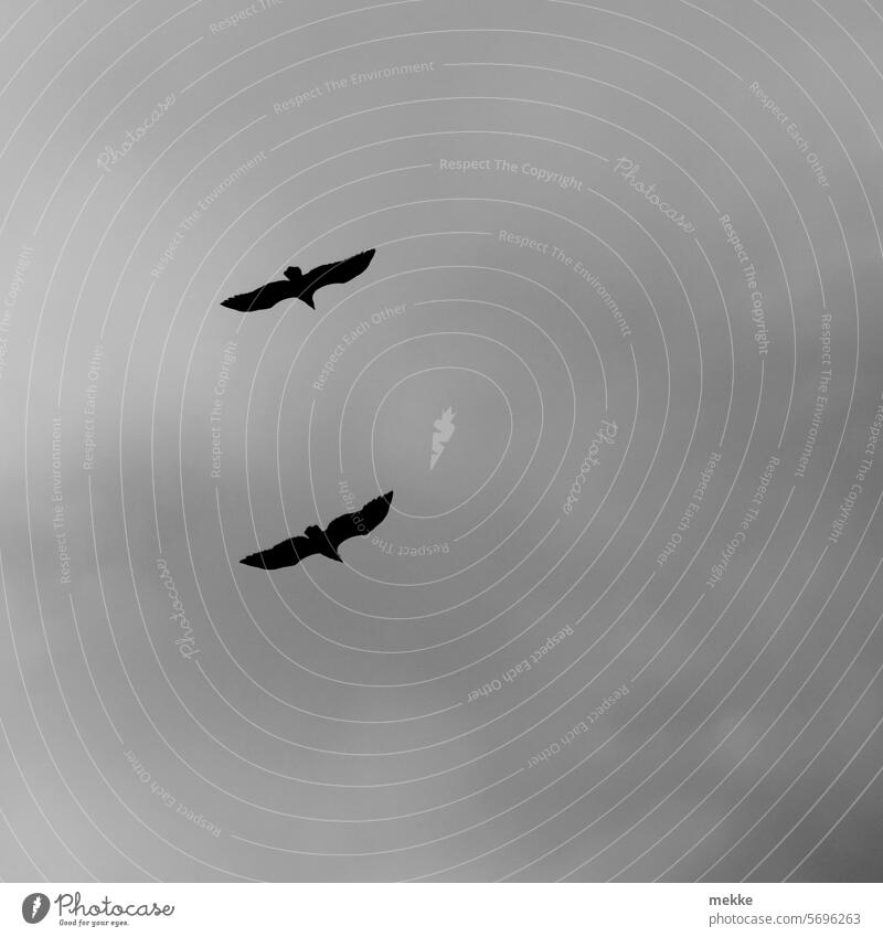 Two eagles try their hand at being cranes bird of prey Gliding flight Glider flight Sailing Nature reserve White-tailed eagle Lookout search Wilderness