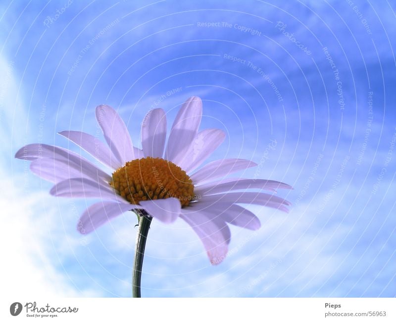 Daisy blossom against blue sky Macro (Extreme close-up) Copy Space top Summer Nature Sky Clouds Spring Flower Blossom Meadow Blossoming Blue Transience