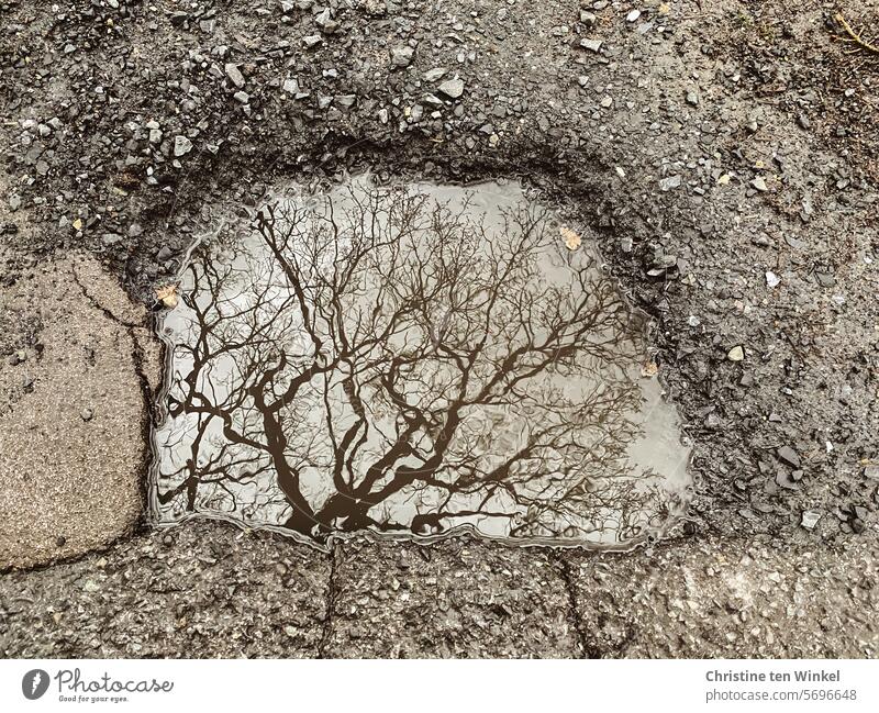 an old oak tree is reflected in a puddle Puddle Oak tree branches Tree Branches and twigs gravel Wet puddle mirroring Nature Winter Bleak Seasons English oak