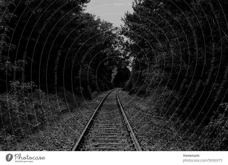 Analog black and white photograph, old unused railroad tracks in a forest in Teltow Fläming near Luckenwalde Analogue photo analogue photography