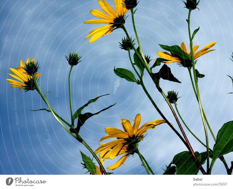 to heaven Flower Blossom Stalk Sky