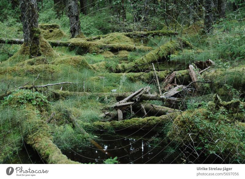 Alaska | Bartlett Cove mossy forest criss-crossed Forest forest landscape bark Wood Branch trunk Tree bark all over the place Insect-friendly Untouched