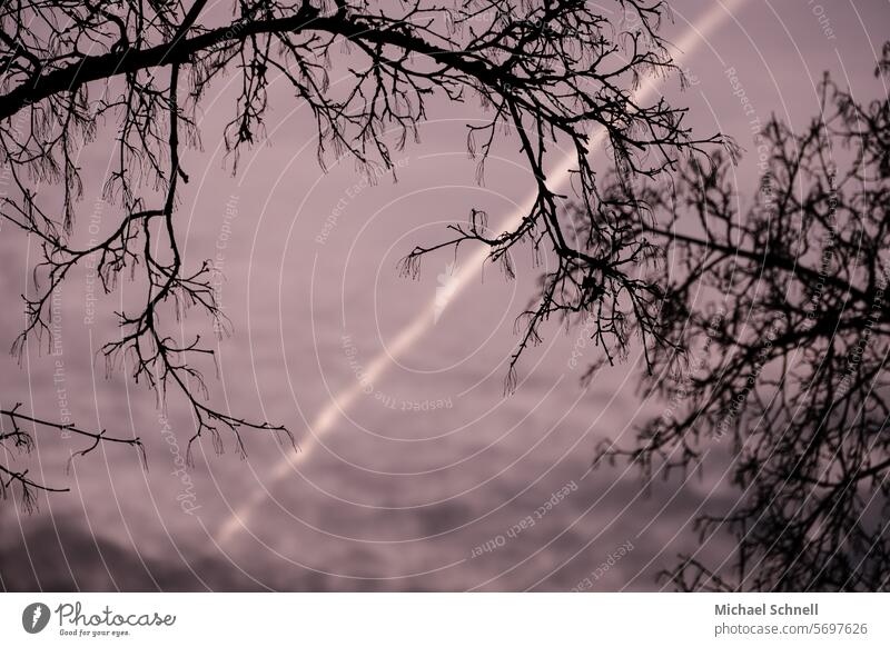 Treetops in winter with evening sky and contrails in the background trees Sky Worm's-eye view Environment Vapor trail chemtrails Conspiracy Conspiracy theory