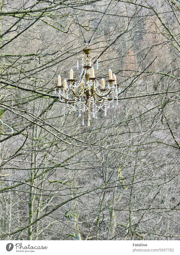 A beautiful chandelier hangs in the trees. Chandelier Lamp Glass Candlestick Old Decoration Lighting Hang Glittering Historic Electric bulb Luxury Elegant Tree