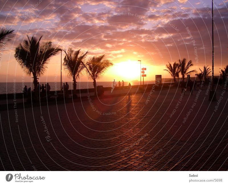 sunset Sunset Palm tree Beach Clouds Europe Street