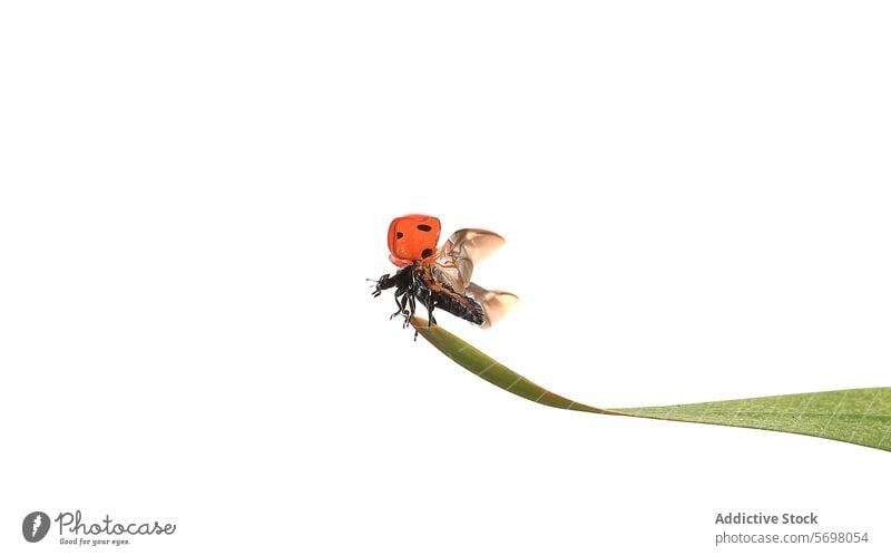 7 Spotted Ladybird in Flight over a Green Leaf ladybird flight green leaf insect white background motion nature wildlife takeoff apex plant animal spotted red