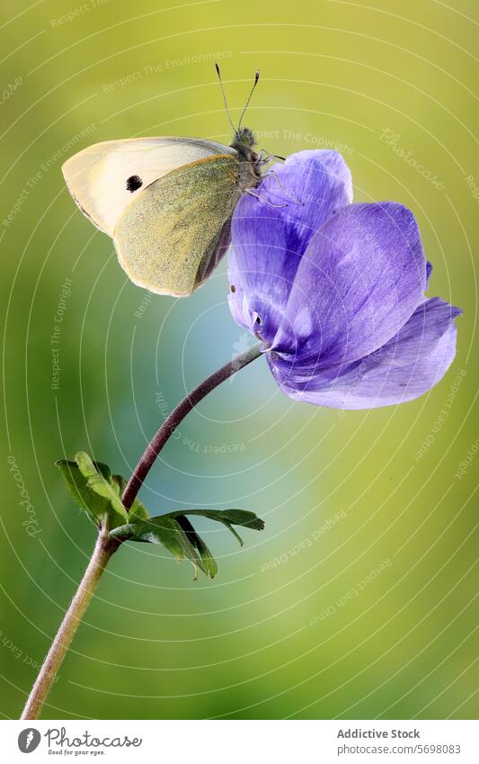 Cabbage white butterfly rests on a purple flower pieris rapae cabbage white insect nature wildlife perched vibrant delicate close-up macro fauna flora wing