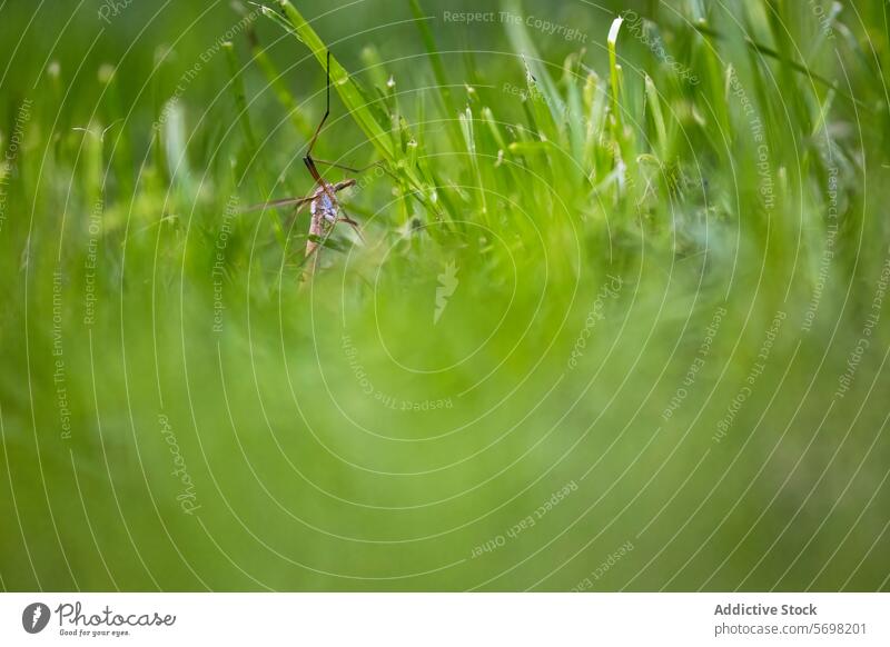 Tipula insect in lush green grass tipula crane fly nature wildlife outdoors close-up macro detail blade lawn garden entomology environment meadow field spring