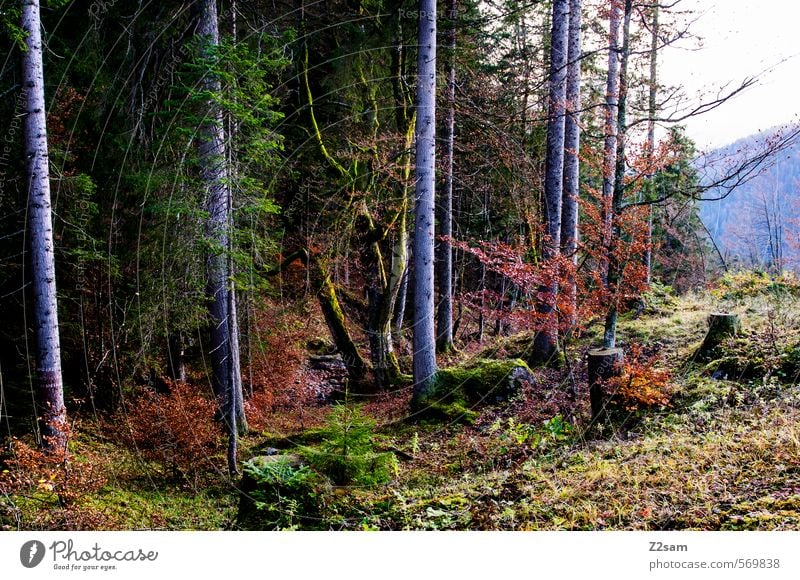 autumn impression Hiking Autumn Fog Tree Bushes Forest Cold Sustainability Natural Multicoloured Green Red Calm Colour Idyll Nature Environment Rotwand