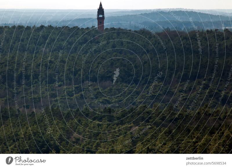 Grunewald with Grunewald Tower Branch Trip Tree Twilight Relaxation awakening holidays Sky Deserted Nature Park Plant tranquillity Holiday season Sun trunk