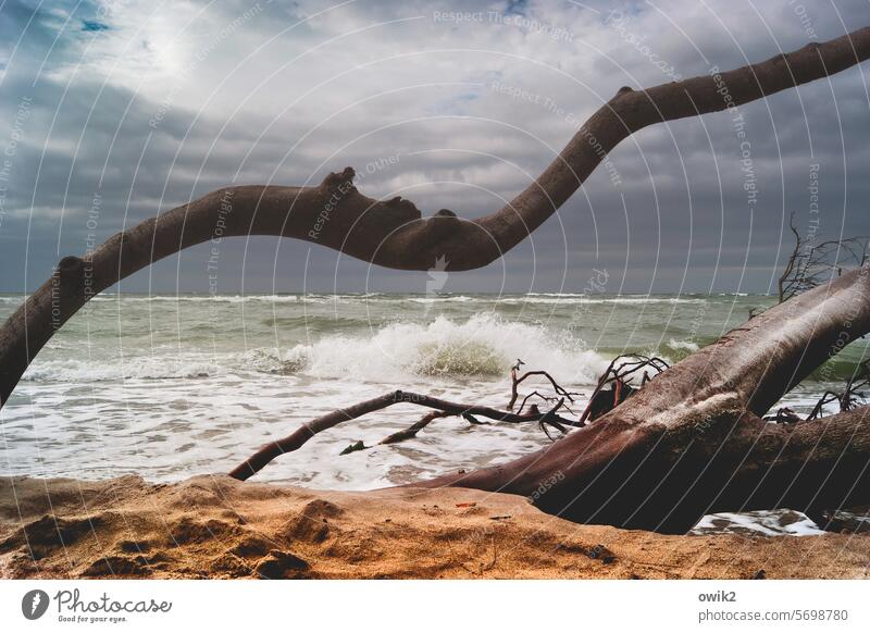 Wood and spray coast Baltic Sea Water Landscape Storm damage Western Beach Tree trunk Sand Sky Clouds Horizon Nature Environment Wind cripple Exterior shot