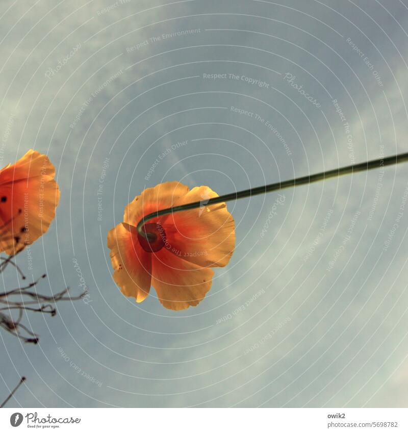 place there Poppy blossom naturally Idyll Detail Exterior shot Colour photo Blade of grass Elegant Red Flower Growth Deserted Corn poppy Wild plant encounter