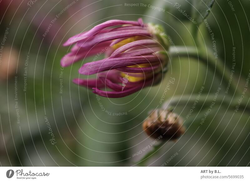 Chrysanthemum in bloom with small closed flower Delicate rolled petals nature macro Flower flowery flower photo blossoms bud Headstrong Season purple Yellow