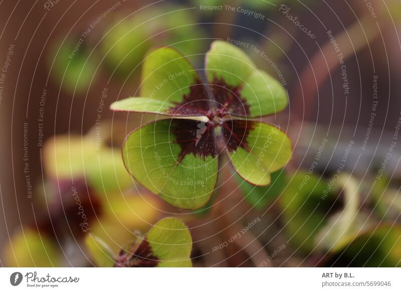 Four-leaf clover Clover cloverleaves clover plant Plant Nature Green Cloverleaf Happy Four-leafed clover Belief Superstition Copy Space clover photo