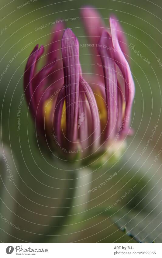 Chrysanthemum in bloom Delicate rolled petals Rolled nature macro Flower flowery flower photo blossoms bud Headstrong Season purple Yellow Nature Blossom