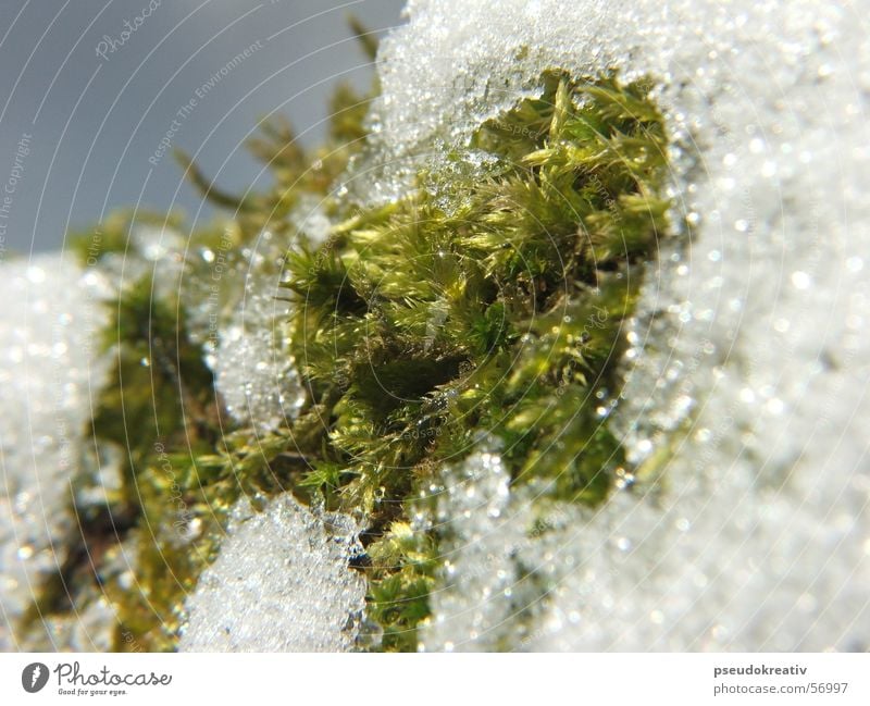 Sven - end of winter Cold Spring Winter Thaw White Green Macro (Extreme close-up) Snow Cover Rope Detail