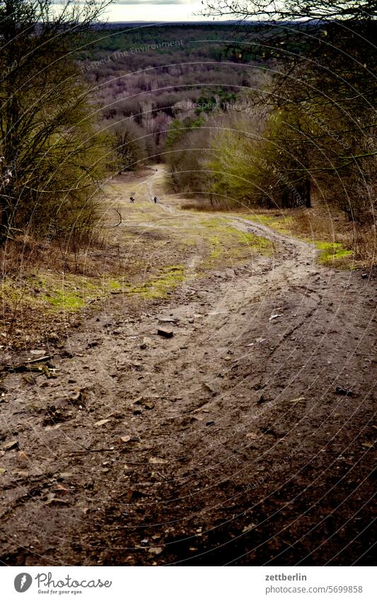 Toboggan run without snow Trip Tree Twilight Relaxation awakening holidays Sky Deserted Nature Park Plant tranquillity Holiday season Sun trunk shrub Copy Space