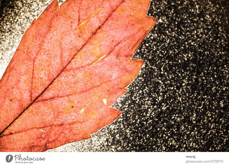 The Red Nature Plant Summer Autumn Leaf Illuminate Faded Exceptional Natural Multicoloured Decline Transience Colour photo Interior shot Studio shot Close-up