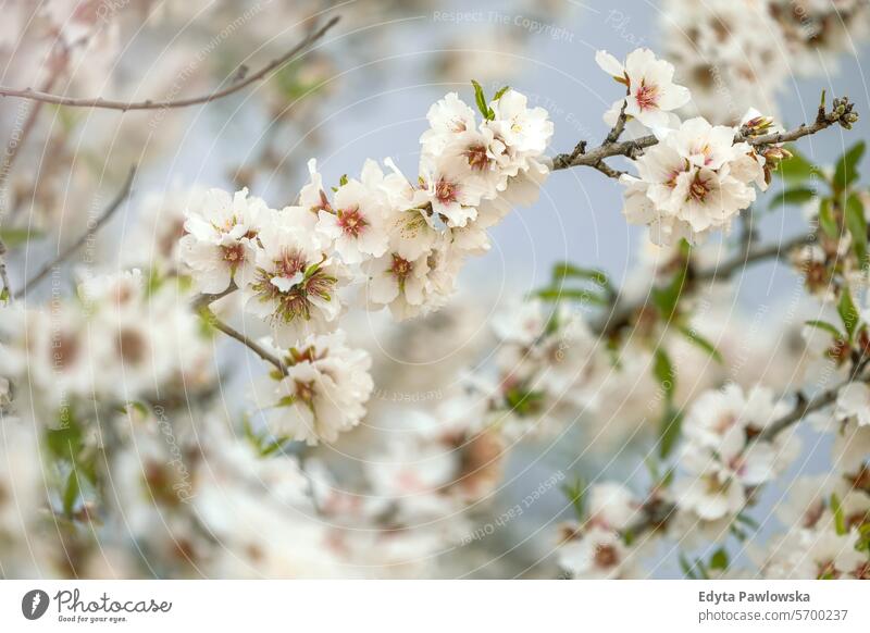 Almond blossom in Sicily, Italy almond tree spring flower cherry nature branch white flowers bloom blooming season beauty plant garden floral beautiful green