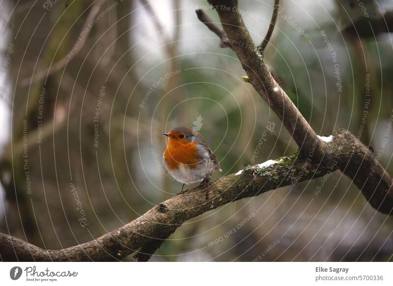 Robin portrait sitting blurred background Robin redbreast Bird Nature Animal Exterior shot Small Songbirds Ornithology Colour photo Beak Cute Animal portrait