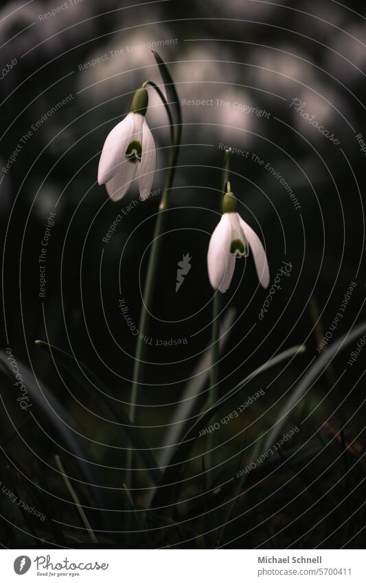 Pair of snowdrops Snowdrop Snowdrop Flower Spring Blossom White Green Blossoming Spring fever Shallow depth of field naturally Spring flowering plant two Light