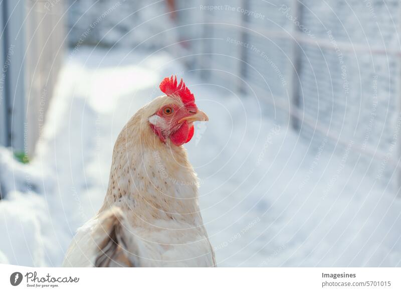 White chicken on a wintry background. Portrait of a Sussex hen Winter Snow winter portrait feminine Animal Beak Bird breed British Close-up Cold Season Comb