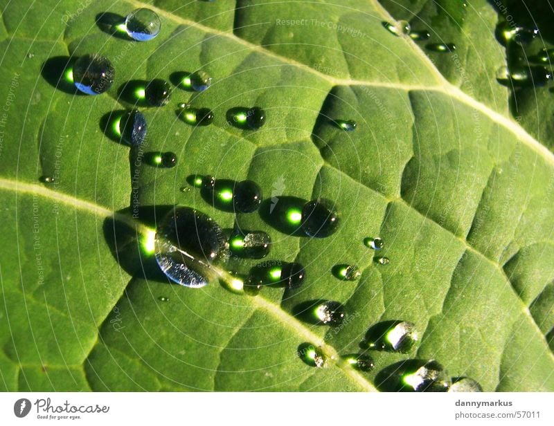 natural Leaf Green Plant Drops of water Rain