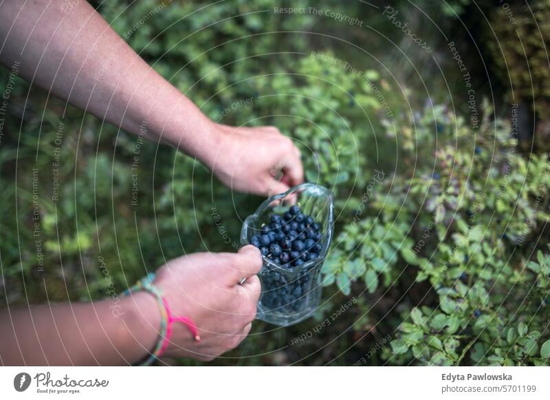 Picking blueberries from a forest Blueberry Forest Berry Fruit Plant Growth Nature Day Food Food and Drink Freshness Healthy Eating Sweden Outdoors Tranquility