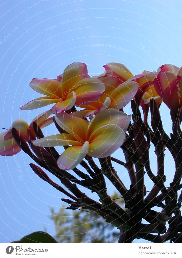 bouquet Flower Plant Thailand Blue Americas Beautiful Sky Exotic