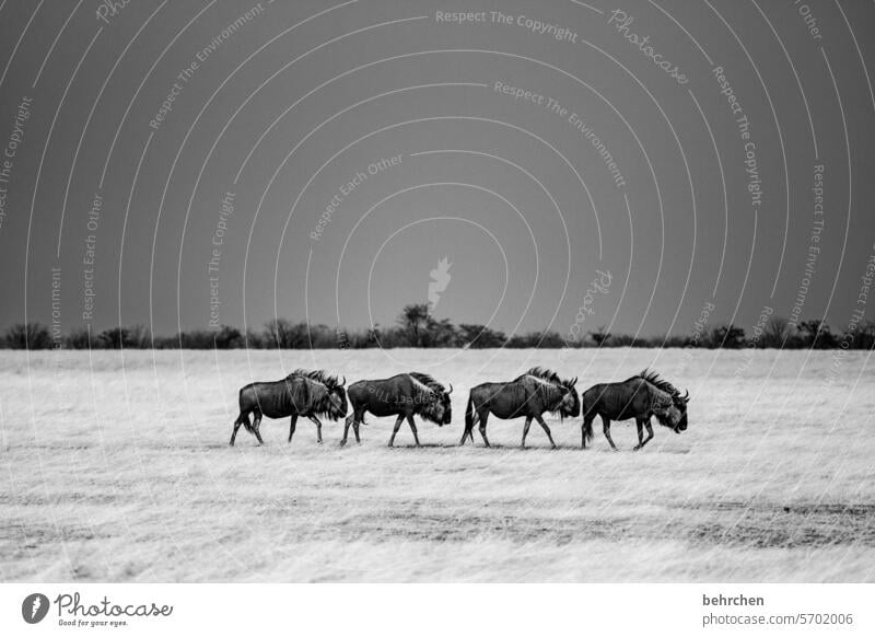 just stand close to each other! Love of animals Animal protection wildbeast Gnu aridity Savannah Grass Impressive especially Sky Landscape Nature Freedom